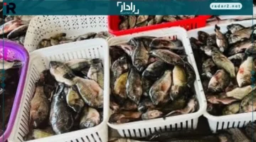 أسعار البلطي تصل لـ 80 جنيه في أسواق مطروح اليوم السبت